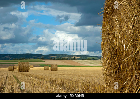 Balle di fieno raccolto nel campo di grano, Normandia, Francia. Foto Stock