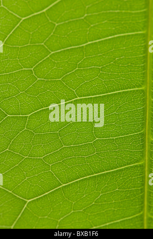 Ripresa macro di un Pachira Aquatica (Money Tree) foglie Foto Stock
