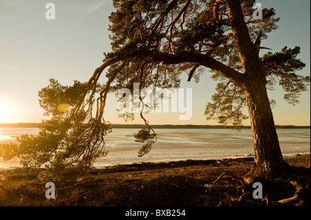 Vista albero vicino lago al tramonto Foto Stock