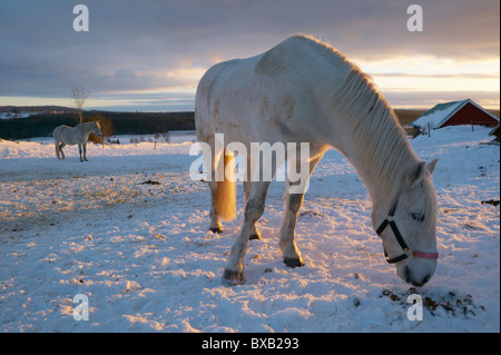 Cavalli al pascolo in inverno Foto Stock