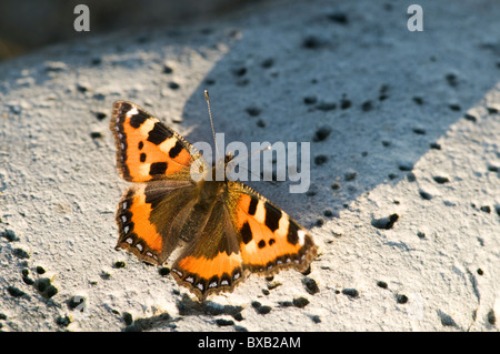 Butterfly, close-up Foto Stock