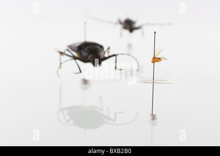 Studio shot di esemplari di bug su sfondo bianco Foto Stock