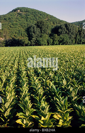 Le piante di tabacco in un campo sotto la montagna, valle del Lot, Cahors, Francia. Foto Stock