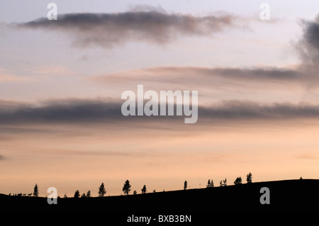 Sagome di alberi e il campo al crepuscolo Foto Stock