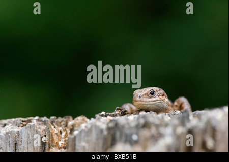 Lizard sul ceppo di albero, close-up Foto Stock