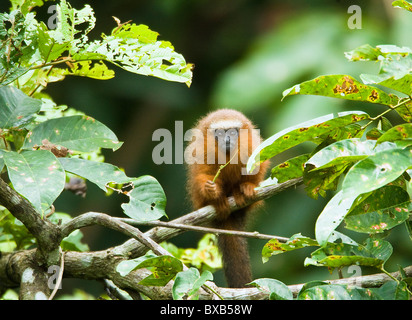 Monkey seduta sul ramo Foto Stock