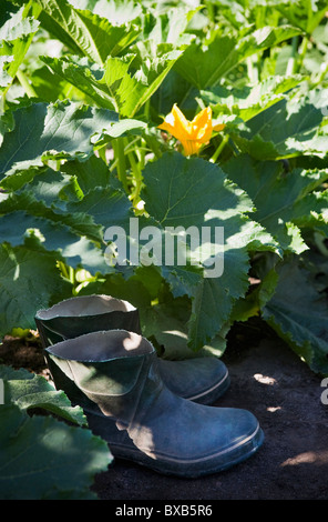 Stivali di gomma tra piante di zucchine Foto Stock