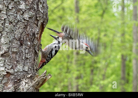 White-backed picchi si appollaia su albero, close-up Foto Stock