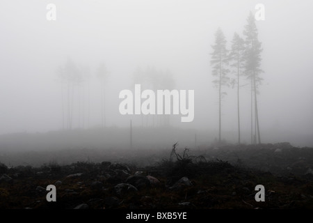 Alberi in una fitta nebbia Foto Stock