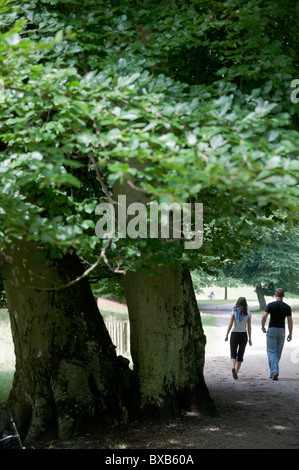 Giovane camminando sul percorso, gli alberi in primo piano Foto Stock