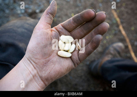 Mano che tiene i fagioli Foto Stock