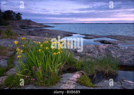 Fiore giallo sulla spiaggia rocciosa Foto Stock