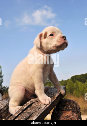 Ritratto di un giovane cucciolo boxer bianco Foto Stock