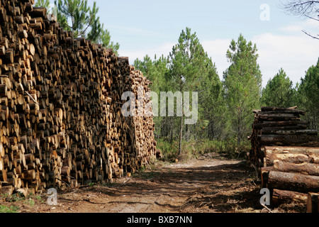 Il legno molto, registri sovrapposti, industria del legname, vicino a Arcachon, Costa Atlantica, Bordeaux, Francia, Europa Foto Stock
