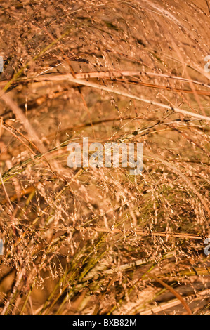 Panicum virgatum 'Squaw', Switchgrass, in novembre Foto Stock