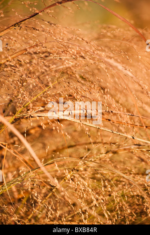 Panicum virgatum 'Squaw', Switchgrass, in novembre Foto Stock