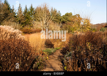 Square/Giardino calda nel novembre ad RHS Rosemoor, Devon, Inghilterra, Regno Unito Foto Stock