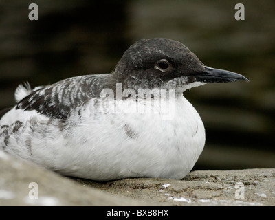 Pigeon guillemot (Cepphus columba) in inverno piumaggio Foto Stock