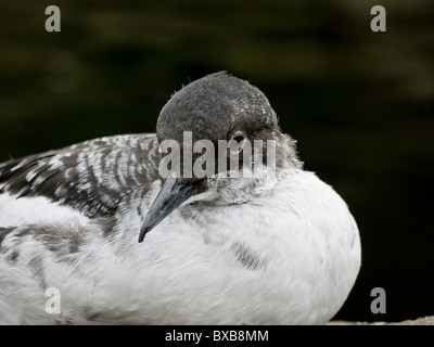 Pigeon guillemot (Cepphus columba) in inverno piumaggio Foto Stock