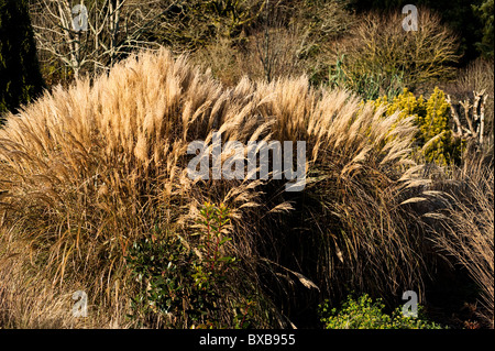 Miscanthus sinensis da Yakushima in novembre Foto Stock