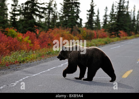 L'orso bruno (Ursus arctos) attraversando la strada, Parco Nazionale di Denali, Alaska Foto Stock