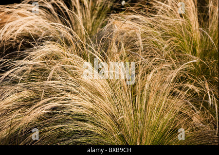 Stipa tenuissima 'Pony tail', messicano di erba in piuma, in novembre Foto Stock