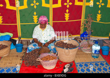 Donne berbere lavorando in una cooperativa di Marjana la produzione di olio di Argan in un villaggio vicino a Essaouira, Marocco. Foto Stock