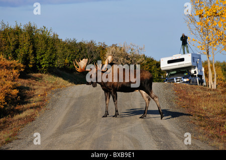 Bull Moose (Alces alces) attraversando la strada e viene fotografata da un fotografo, Parco Nazionale di Denali, Alaska Foto Stock