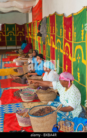 Donne berbere lavorando in una cooperativa di Marjana la produzione di olio di Argan in un villaggio vicino a Essaouira, Marocco. Foto Stock
