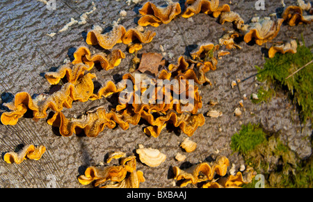 Hairy stereum (Stereum hirsutum) funghi sulla corteccia di un caduto faggio, con luce frost. Foto Stock