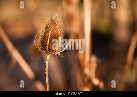 Teasel seme head Dipsacus fullonum, in novembre Foto Stock