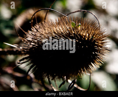 Teasel morto (Dispacus fullonum) testa martoriata e orizzontale piegata dal vento e neve. Foto Stock