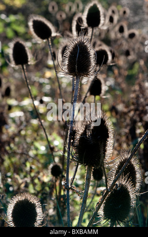 Teasel morto (Dispacus fullonum) testine retroilluminati da il sole del mattino. Foto Stock