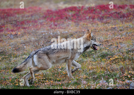 Lupo (Canis lupus) attraversando la tundra, Parco Nazionale di Denali, Alaska Foto Stock