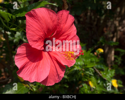 Close-up hibiscus rosso fiore in giardino Foto Stock