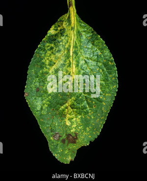 Prugna ruggine (Tranzschelia scolorire) sintomi su foglia di prugne superficie superiore Foto Stock