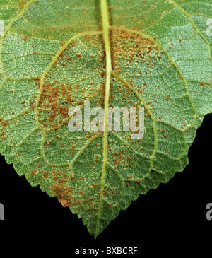 Prugna ruggine (Tranzschelia scolorire) pustole sulle foglie di prugne lato inferiore Foto Stock