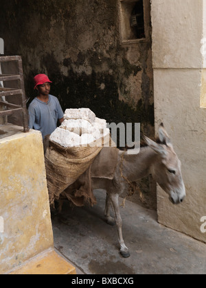 Asino a piedi attraverso la città di Lamu, Africa Foto Stock