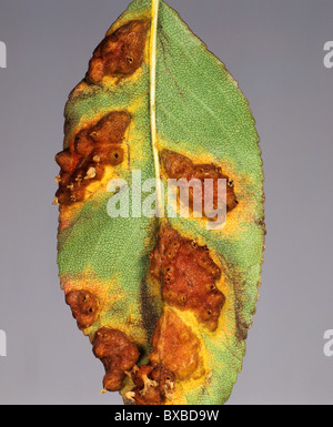 Pera ruggine (Gymnosporangium fuscum) pustole e danni su foglie di pera Foto Stock