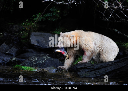 Black Bear (Ursus americanus), noto come spirito sopportare a causa della sua pelliccia bianca e la foresta pluviale del Pacifico, Canada Foto Stock