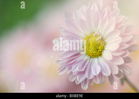 Un unico fiore a margherita - Bellis perennis Foto Stock