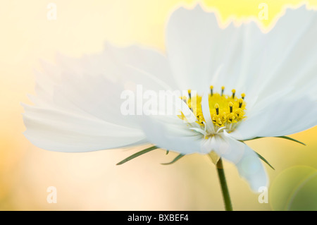 Un unico cosmo fiore con sun flare - lens flare Foto Stock