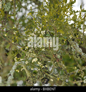 Vischio su un albero di mele Foto Stock