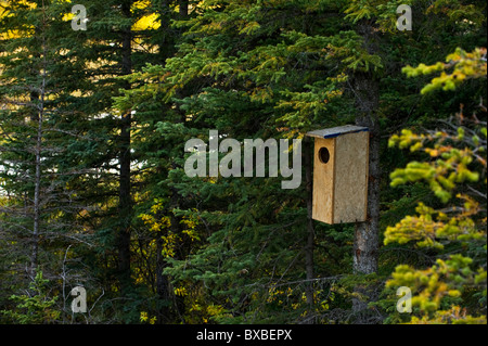 Una scatola di nidificazione posta in alto in una struttura ad albero per attrarre un annidamento anatre. Foto Stock