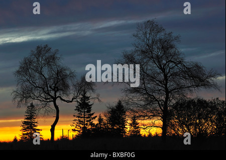 Sagome di alberi al tramonto in autunno, Hautes Fagnes, Hautes Fagnes, Belgio Foto Stock