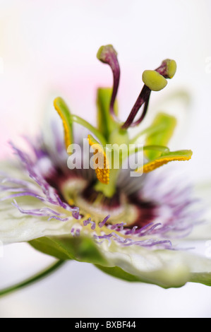 Un unico fiore della passione testa - Passiflora caerulea Foto Stock