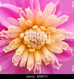 Un singolo Dahlia 'Floorinoor' fioritura di Anemone bloom Foto Stock