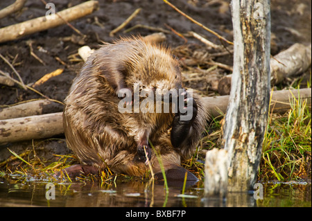 Una vista frontale di un adulto beaver graffiare la sua testa con il suo piede posteriore. Foto Stock