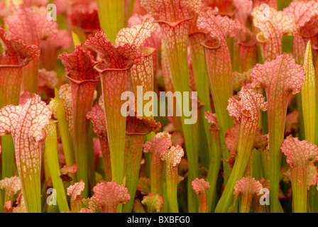 Brocca a campana fiori - genere Sarracenia - Huntsman tazze Foto Stock