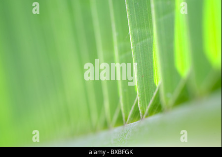 Palm tree foglia foto macro Foto Stock